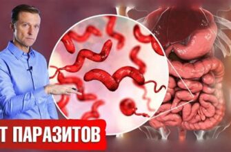 Лечение глистов у человека и опасности самолечения