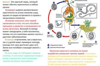Профилактика паразитов для всей семьи и надежная защита